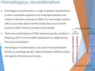 Homologous recombination
 Homologous recombination is a type of genetic recombination
in which nucleotide sequences are exchanged between two
similar or identical molecules of DNA. It is most widely used by
cells to accurately repair harmful breaks that occur on both
strands of DNA, known as double-strand breaks.
 These new combinations of DNA represent genetic variation in
offspring, which in turn enables populations to adapt during
the course of evolution.
 Homologous recombination is also used in horizontal gene
transfer to exchange genetic material between different strains
and species of bacteria and viruses.
 