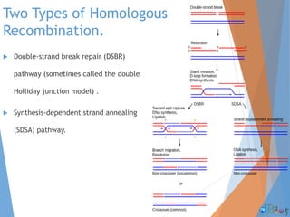 Two Types of Homologous
Recombination.
 Double-strand break repair (DSBR)
pathway (sometimes called the double
Holliday junction model) .
 Synthesis-dependent strand annealing
(SDSA) pathway.
 