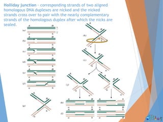 Holliday junction - corresponding strands of two aligned
homologous DNA duplexes are nicked and the nicked
strands cross over to pair with the nearly complementary
strands of the homologous duplex after which the nicks are
sealed.
 