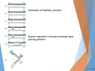 Formation of Holliday Junction
Branch migration-4 strands exchange base
pairing partners
 