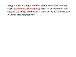 • Integration is accomplished by a phage –encoded tyrosine
class recombinase (ƛ integrase) that acts at recombination
sites on the phage and bacterial DNAs at the attachment sites
attP and attB, respectively
 