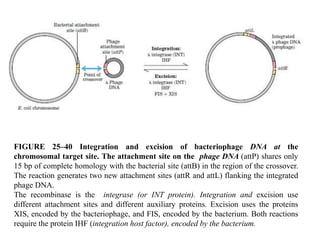 FIGURE 25–40 Integration and excision of bacteriophage DNA at the
chromosomal target site. The attachment site on the phage DNA (attP) shares only
15 bp of complete homology with the bacterial site (attB) in the region of the crossover.
The reaction generates two new attachment sites (attR and attL) flanking the integrated
phage DNA.
The recombinase is the integrase (or INT protein). Integration and excision use
different attachment sites and different auxiliary proteins. Excision uses the proteins
XIS, encoded by the bacteriophage, and FIS, encoded by the bacterium. Both reactions
require the protein IHF (integration host factor), encoded by the bacterium.
 
