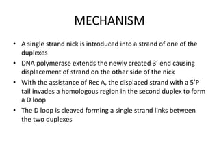 MECHANISM
• A single strand nick is introduced into a strand of one of the
duplexes
• DNA polymerase extends the newly created 3’ end causing
displacement of strand on the other side of the nick
• With the assistance of Rec A, the displaced strand with a 5’P
tail invades a homologous region in the second duplex to form
a D loop
• The D loop is cleaved forming a single strand links between
the two duplexes
 