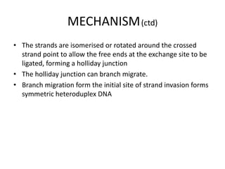 MECHANISM(ctd)
• The strands are isomerised or rotated around the crossed
strand point to allow the free ends at the exchange site to be
ligated, forming a holliday junction
• The holliday junction can branch migrate.
• Branch migration form the initial site of strand invasion forms
symmetric heteroduplex DNA
 