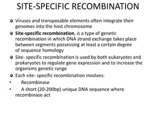 SITE-SPECIFIC RECOMBINATION
Viruses and transposable elements often integrate their
genomes into the host chromosome
Site-specific recombination, is a type of genetic
recombination in which DNA strand exchange takes place
between segments possessing at least a certain degree
of sequence homology
Site- specific recombination is used by both eukaryotes and
prokaryotes to regulate gene expression and to increase the
organisms genetic range
Each site- specific recombination involves:
• Recombinase
• A short (20-200bp) unique DNA sequence where
recombinase act
 