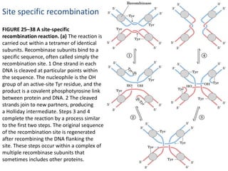 Site specific recombination
FIGURE 25–38 A site-specific
recombination reaction. (a) The reaction is
carried out within a tetramer of identical
subunits. Recombinase subunits bind to a
specific sequence, often called simply the
recombination site. 1 One strand in each
DNA is cleaved at particular points within
the sequence. The nucleophile is the OH
group of an active-site Tyr residue, and the
product is a covalent phosphotyrosine link
between protein and DNA. 2 The cleaved
strands join to new partners, producing
a Holliday intermediate. Steps 3 and 4
complete the reaction by a process similar
to the first two steps. The original sequence
of the recombination site is regenerated
after recombining the DNA flanking the
site. These steps occur within a complex of
multiple recombinase subunits that
sometimes includes other proteins.
 