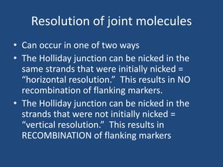 Resolution of joint molecules
• Can occur in one of two ways
• The Holliday junction can be nicked in the
same strands that were initially nicked =
“horizontal resolution.” This results in NO
recombination of flanking markers.
• The Holliday junction can be nicked in the
strands that were not initially nicked =
“vertical resolution.” This results in
RECOMBINATION of flanking markers
 