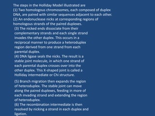 The steps in the Holliday Model illustrated are
(1) Two homologous chromosomes, each composed of duplex
DNA, are paired with similar sequences adjacent to each other.
(2) An endonuclease nicks at corresponding regions of
homologous strands of the paired duplexes.
(3) The nicked ends dissociate from their
complementary strands and each single strand
invades the other duplex. This occurs in a
reciprocal manner to produce a heteroduplex
region derived from one strand from each
parental duplex.
(4) DNA ligase seals the nicks. The result is a
stable joint molecule, in which one strand of
each parental duplex crosses over into the
other duplex. This X-shaped joint is called a
Holliday intermediate or Chi structure.
(5) Branch migration then expands the region
of heteroduplex. The stable joint can move
along the paired duplexes, feeding in more of
each invading strand and extending the region
of heteroduplex.
(6) The recombination intermediate is then
resolved by nicking a strand in each duplex and
ligation.
 