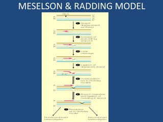 MESELSON & RADDING MODEL
 