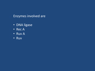 Enzymes involved are
• DNA ligase
• Rec A
• Ruv A
• Ruv
 