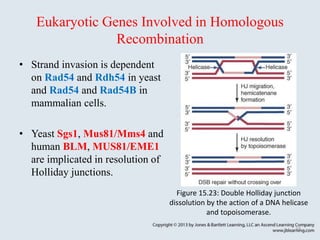 Strand Invasion Recombination is a fundamental genetic process that occurs | PPT