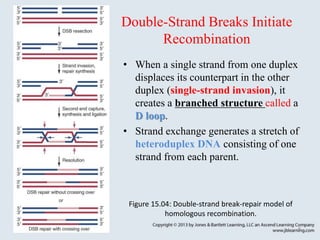 Strand Invasion Recombination is a fundamental genetic process that occurs | PPT