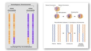 recombination.pptx 4 types of recombination | PPTX
