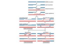 recombination.pptx 4 types of recombination | PPTX
