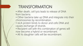 TRANSFORMATION
• After death, cell lysis leads to release of DNA
from bacteria.
• Other bacteria take up DNA and integrate into their
chromosomes by recombination.
• recA protein binds to donor and cells DNA and
causes exchange of strands.
• Recipient cell with this combination of genes will
now become a hybrid or recombinant.
• All its daughter cells will be recombinant.
 