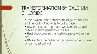 TRANSFORMATION BY CALCIUM
CHLORIDE
• The divalent cation shields the negative charges
and hence DNA adheres to cell surface.
• Divalent cations might also weaken cell surface
making it more permeable to DNA.
• Heat shock creates thermal imbalance within the
cell.
• DNA enters the cell either by pores on the surface
or damaged cell wall.
 