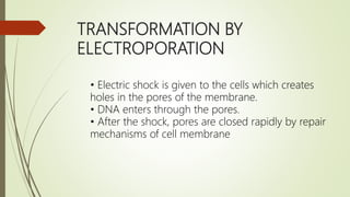 TRANSFORMATION BY
ELECTROPORATION
• Electric shock is given to the cells which creates
holes in the pores of the membrane.
• DNA enters through the pores.
• After the shock, pores are closed rapidly by repair
mechanisms of cell membrane
 