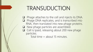 TRANSUDUCTION
 Phage attaches to the cell and injects its DNA.
 Phage DNA replicates, and is transcribed into
RNA, then translated into new phage proteins.
 New phage particles are assembled.
 Cell is lysed, releasing about 200 new phage
particles.
Total time = about 15 minutes.
 