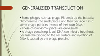GENERALIZIED TRANSDUCTION
• Some phages, such as phage P1, break up the bacterial
chromosome into small pieces, and then package it into
some phage particles instead of their own DNA.
• These chromosomal pieces are quite small.
• A phage containing E. coli DNA can infect a fresh host,
because the binding to the cell surface and injection of
DNA is caused by the phage proteins.
 