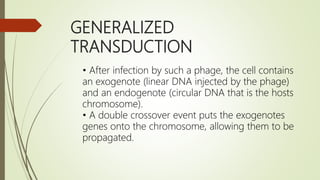 GENERALIZED
TRANSDUCTION
• After infection by such a phage, the cell contains
an exogenote (linear DNA injected by the phage)
and an endogenote (circular DNA that is the hosts
chromosome).
• A double crossover event puts the exogenotes
genes onto the chromosome, allowing them to be
propagated.
 