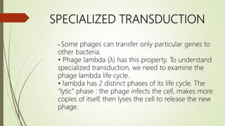 SPECIALIZED TRANSDUCTION
• Some phages can transfer only particular genes to
other bacteria.
• Phage lambda (λ) has this property. To understand
specialized transduction, we need to examine the
phage lambda life cycle.
• lambda has 2 distinct phases of its life cycle. The
“lytic” phase : the phage infects the cell, makes more
copies of itself, then lyses the cell to release the new
phage.
 