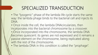 SPECIALIZED TRANSDUCTION
• The “lysogenic” phase of the lambda life cycle starts the same
way: the lambda phage binds to the bacterial cell and injects its
DNA.
• Once inside the cell, the lambda DNAcircularizes, then
incorporates into the bacterial chromosome by a crossover.
• Once incorporated into the chromosome, the lambda DNA
becomes quiescent: its genes are not expressed and it remains a
passive element on the chromosome, being replicated along
with the rest of the chromosome.
• The lambda DNA in this condition is called the “prophage”.
 