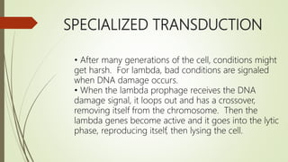 SPECIALIZED TRANSDUCTION
• After many generations of the cell, conditions might
get harsh. For lambda, bad conditions are signaled
when DNA damage occurs.
• When the lambda prophage receives the DNA
damage signal, it loops out and has a crossover,
removing itself from the chromosome. Then the
lambda genes become active and it goes into the lytic
phase, reproducing itself, then lysing the cell.
 