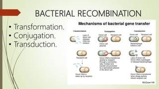BACTERIAL RECOMBINATION
• Transformation.
• Conjugation.
• Transduction.
 