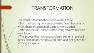 TRANSFORMATION
• Bacterial transformation done without mice.
• Broth containing non-encapsulated living bacteria, to
which dead encapsulated bacteria were added.
• After incubation, encapsulated living virulent bacteria
were found.
• This proves that non-encapsulated bacteria received
genes from dead encapsulated ones and got genes for
forming a capsule.
 