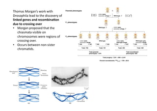 Thomas	
  Morgan’s	
  work	
  with	
  
Drosophila	
  lead	
  to	
  the	
  discovery	
  of	
  
linked	
  genes	
  and	
  recombina5on	
  
due	
  to	
  crossing	
  over	
  
•  Morgan	
  proposed	
  that	
  the	
  
    chiasmata	
  visible	
  on	
  
    chromosomes	
  were	
  regions	
  of	
  
    crossing	
  over.	
  
•  Occurs	
  between	
  non-­‐sister	
  
    chromaDds.	
  
 