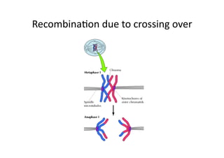 RecombinaDon	
  due	
  to	
  crossing	
  over	
  
 