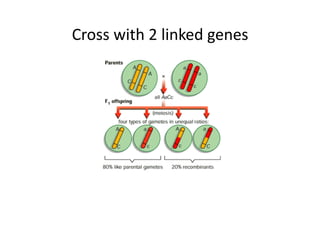 Cross	
  with	
  2	
  linked	
  genes	
  
 