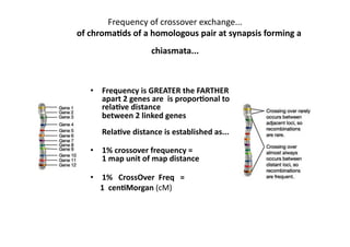 Frequency	
  of	
  crossover	
  exchange...	
  
	
  	
  	
  	
  	
  	
  	
  	
  	
  	
  	
  	
  	
  of	
  chroma5ds	
  of	
  a	
  homologous	
  pair	
  at	
  synapsis	
  forming	
  a	
  
                                                               chiasmata...	
                   	
  	
  

                      •  Frequency	
  is	
  GREATER	
  the	
  FARTHER	
  
                         apart	
  2	
  genes	
  are	
  	
  is	
  propor5onal	
  to	
  
                         rela5ve	
  distance	
  	
  
                         between	
  2	
  linked	
  genes	
  
                             Rela5ve	
  distance	
  is	
  established	
  as...	
  	
  

                      •  1%	
  crossover	
  frequency	
  =	
  	
  
                         1	
  map	
  unit	
  of	
  map	
  distance	
  

                      •  1%	
  	
  	
  CrossOver	
  	
  Freq	
  	
  	
  =	
  	
  	
  	
  	
  
                      	
  	
  	
  	
  	
  1	
  	
  cen5Morgan	
  (cM)	
  
 