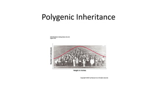 Polygenic	
  Inheritance	
  
 