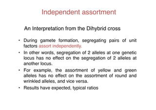 Independent assortment	


  An Interpretation from the Dihybrid cross	
  	
  

•  During gamete formation, segregating pairs of unit
   factors assort independently."
•  In other words, segregation of 2 alleles at one genetic
   locus has no effect on the segregation of 2 alleles at
   another locus."
•  For example, the assortment of yellow and green
   alleles has no effect on the assortment of round and
   wrinkled alleles, and vice versa."
•  Results have expected, typical ratios"
 