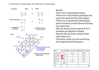 Results:	
  
 There	
  are	
  4	
  expected	
  genotypes	
  
 There	
  are	
  4	
  recombinant	
  genotypes	
  but	
  
cannot	
  be	
  observed	
  from	
  phenotypes	
  
 There	
  are	
  2	
  recombinant	
  phenotypes	
  
which	
  would	
  be	
  actually	
  observed	
  during	
  
the	
  experiment	
  
 Results	
  did	
  not	
  show	
  a	
  typical	
  9:3:3:1	
  
therefore	
  not	
  dihybrid	
  unlinked.	
  
 Results	
  did	
  not	
  show	
  a	
  totally	
  linked	
  
raDo	
  either	
  (3:1)	
  
 Therefore,	
  there	
  must	
  be	
  something	
  
else	
  happening	
  with	
  the	
  genes.	
  
 