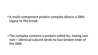 • A multi-component protein complex directs a DNA
Ligase to the break.
• The complex contains a protein called Ku, having two
non – identical subunit binds to two broken ends of
the DNA
 
