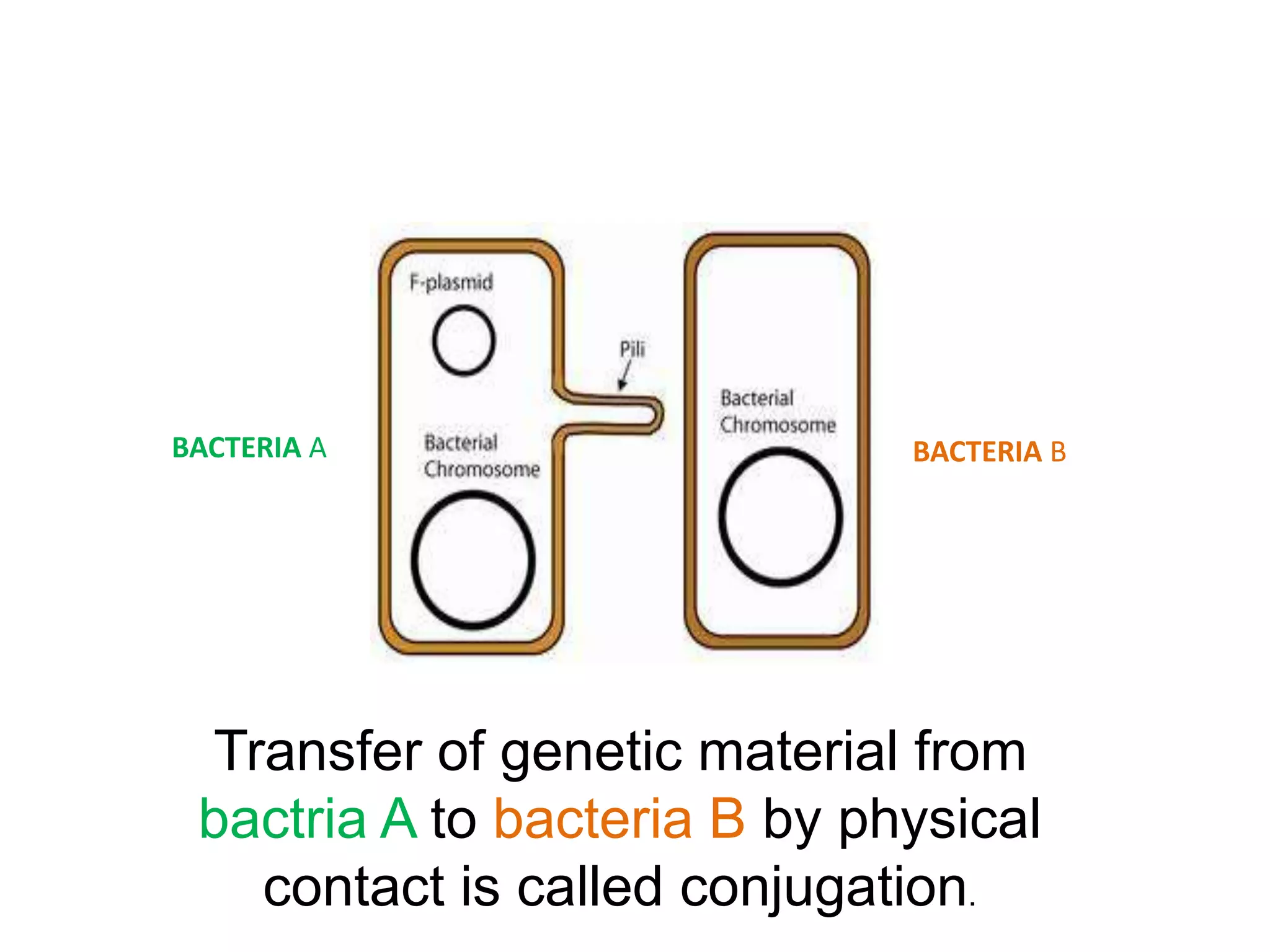BACTERIA A BACTERIA B 
Transfer of genetic material from 
bactria A to bacteria B by physical 
contact is called conjugation. 
 
