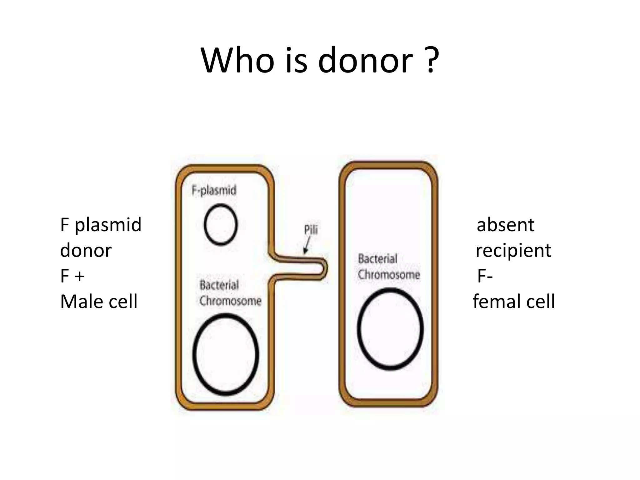Who is donor ? 
F plasmid absent 
donor recipient 
F + F-Male 
cell femal cell 
 