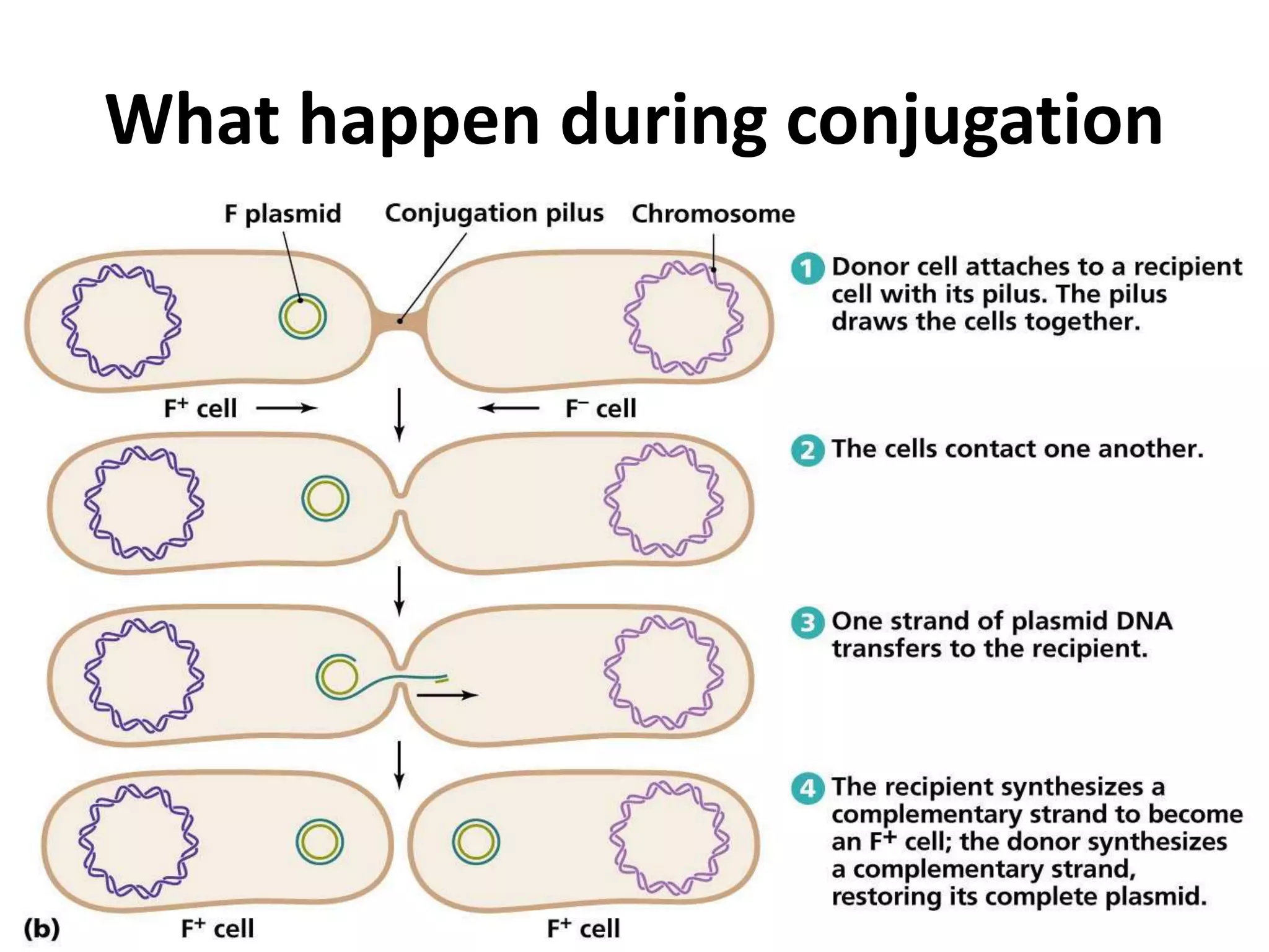 What happen during conjugation 
 