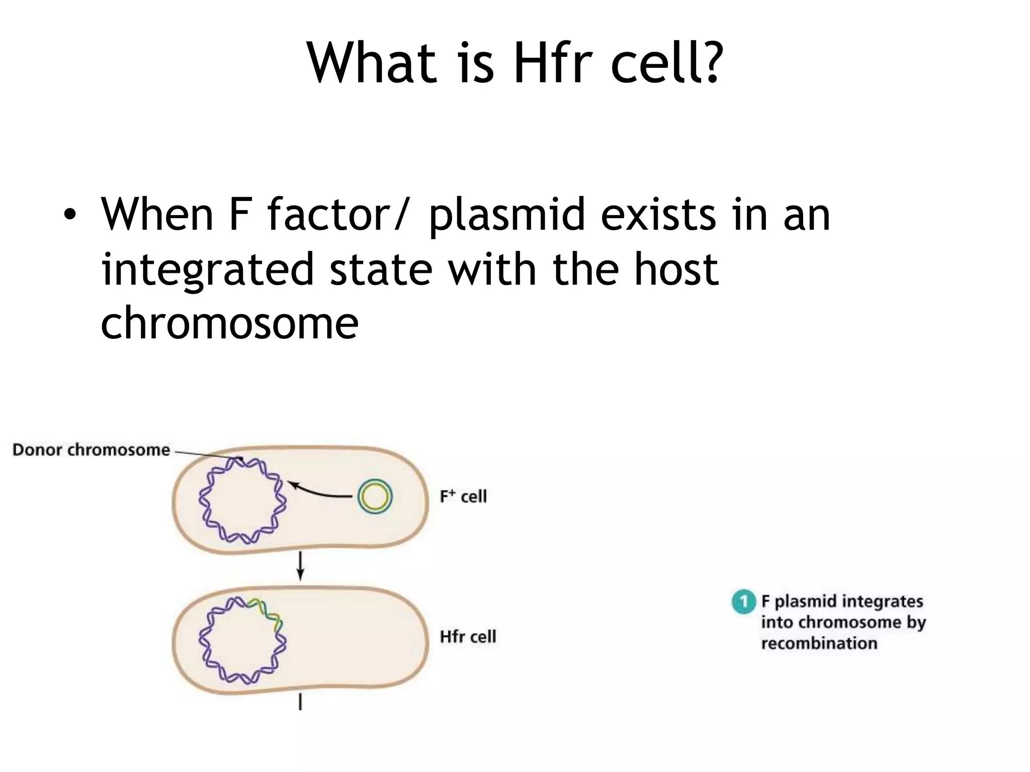 What is Hfr cell? 
• When F factor/ plasmid exists in an 
integrated state with the host 
chromosome 
 