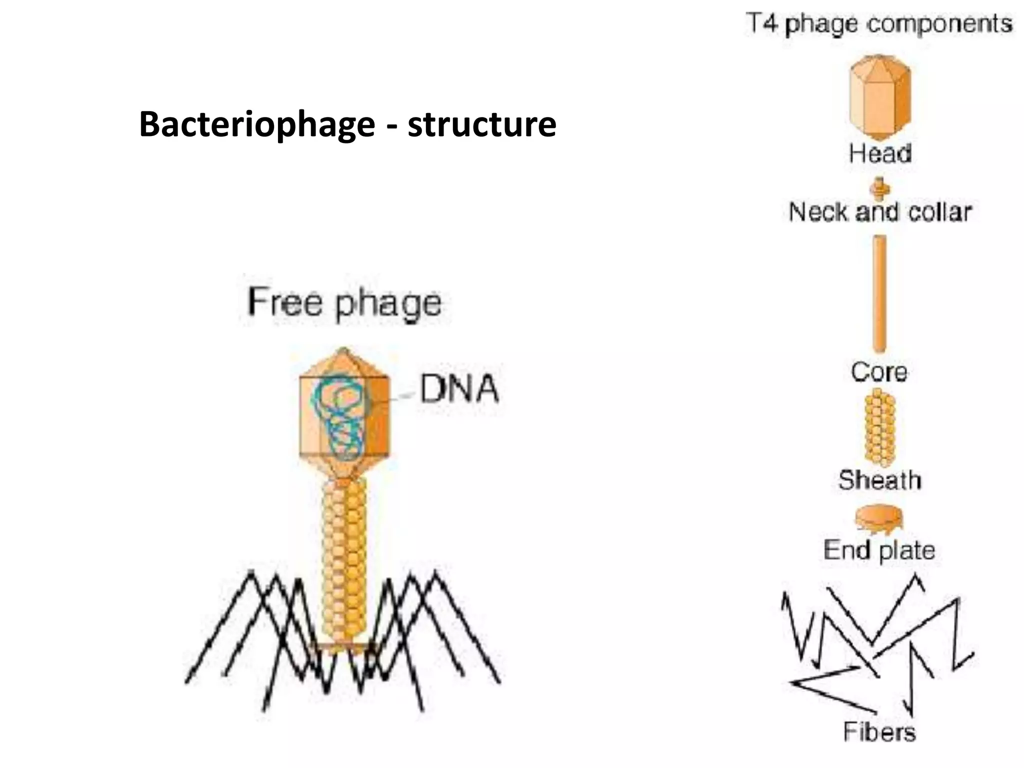 Bacteriophage - structure 
 