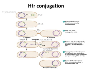 Recombination in bacteria | PPTX