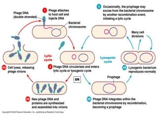 Recombination in bacteria | PPTX