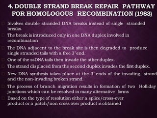 4.DOUBLE STRAND BREAK REPAIR PATHWAY
FOR HOMOLOGOUS RECOMBINATION (1983)
Involves double stranded DNA breaks instead of single stranded
breaks.
The break is introduced only in one DNA duplex involved in
recombination
The DNA adjacent to the break site is then degraded to produce
single stranded tails with a free 3’ end.
One of the ssDNA tails then invade the other duplex.
The strand displaced from the second duplex invades the first duplex.
New DNA synthesis takes place at the 3’ ends of the invading strand
and the non-invading broken strand.
The process of branch migration results in formation of two Holliday
junctions which can be resolved in many alternative forms
Based on the type of resolution either a splice/cross-over
product or a patch/non cross over product is obtained
 