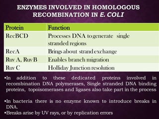 ENZYMES INVOLVED IN HOMOLOGOUS
RECOMBINATION IN E. COLI
Protein Function
RecBCD Processes DNA togenerate single
stranded regions
RecA Brings about strandexchange
Ruv A, RuvB Enables branch migration
Ruv C Holliday Junctionresolution
In addition to these dedicated proteins involved in
recombination DNA polymerases, Single stranded DNA binding
proteins, topoisomerases and ligases also take part in the process
In bacteria there is no enzyme known to introduce breaks in
DNA.
Breaks arise by UV rays, or by replication errors
 