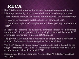 RECA
Rec A is the most important protein in homologous recombination
Itbelongs to a family of proteins called strand –exchange proteins
These proteins catalyse the pairing of homologous DNA molecules by
Search for sequence matches between strands of DNA
Generate regions of complementary base pairing between the
DNA
In order to perform its function, multiple (many to hundreds)
subunits of RecA protein bind to single stranded DNA with 3’
overhangs to produce a protein-DNAfilament.
The protein DNA filament is extended in length with a distance of
around 5 A between bases as against the normal 3.4 A
The RecA filament has a primary binding site that is bound to the
single stranded DNA and a secondary binding site that can
accommodate double stranded DNA
Homologs of RecA are found in Archae (Rad A) & Eukaryotes (Rad
51, Dmc1)
 