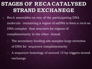 STAGES OF RECA CATALYSED
STRAND EXCHANEGE
1. RecA assembles on one of the participating DNA
molecule containing a region of ssDNA to form a recA-ss
DNA complex that searches for regions of
complimentarity in the other strand.
The secondary binding site samples large stretches
of DNA for sequence complimentarity
A sequence homology of around 15 bp triggers strand
exchange
 