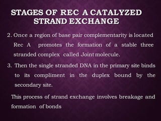 STAGES OF REC A CATALYZED
STRAND EXCHANGE
2. Once a region of base pair complementarity is located
Rec A promotes the formation of a stable three
stranded complex called Joint molecule.
3. Then the single stranded DNA in the primary site binds
to its compliment in the duplex bound by the
secondary site.
This process of strand exchange involves breakage and
formation of bonds
 