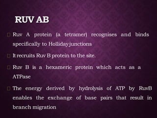 RUV AB
Ruv A protein (a tetramer) recognises and binds
specifically to Hollidayjunctions
Itrecruits Ruv B protein to the site.
Ruv B is a hexameric protein which acts as a
ATPase
The energy derived by hydrolysis of ATP by RuvB
enables the exchange of base pairs that result in
branch migration
 